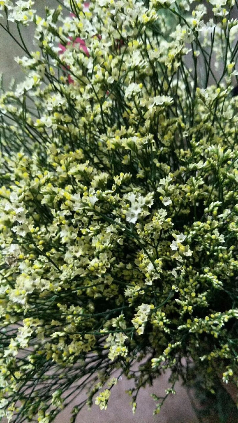 勿忘我水晶情人草