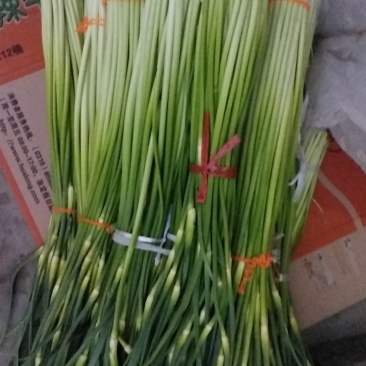 汉中洋县露天白帽蒜薹，通货50公分长，质量好，欢迎