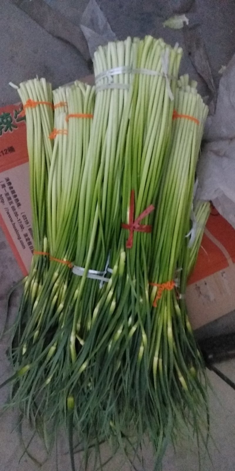 汉中洋县露天白帽蒜薹，通货50公分长，质量好，欢迎