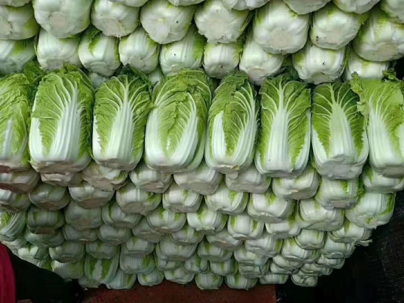 【黄心大白菜】春季黄心白菜，一手货源、质量有保证耐运输。