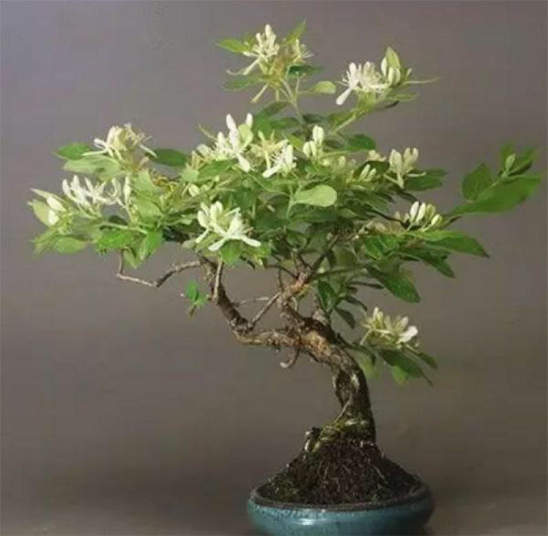 金银花树，货源充足规格有0.5到15公分粗的