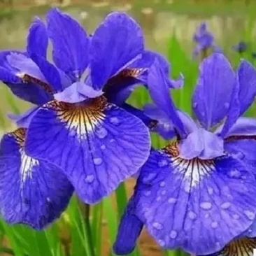 蓝花鸢尾草种子盆栽公园庭院多年生花海花卉花种子蓝花燕尾花