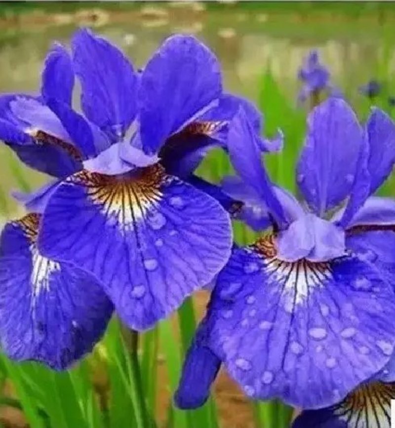 蓝花鸢尾草种子盆栽公园庭院多年生花海花卉花种子蓝花燕尾花