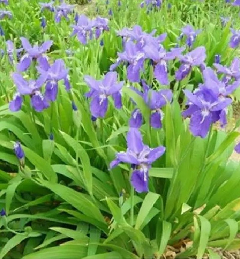 蓝花鸢尾草种子盆栽公园庭院多年生花海花卉花种子蓝花燕尾花