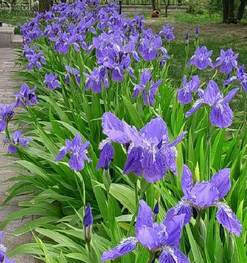 蓝花鸢尾草种子盆栽公园庭院多年生花海花卉花种子蓝花燕尾花