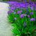 蓝花鸢尾草种子盆栽公园庭院多年生花海花卉花种子蓝花燕尾花