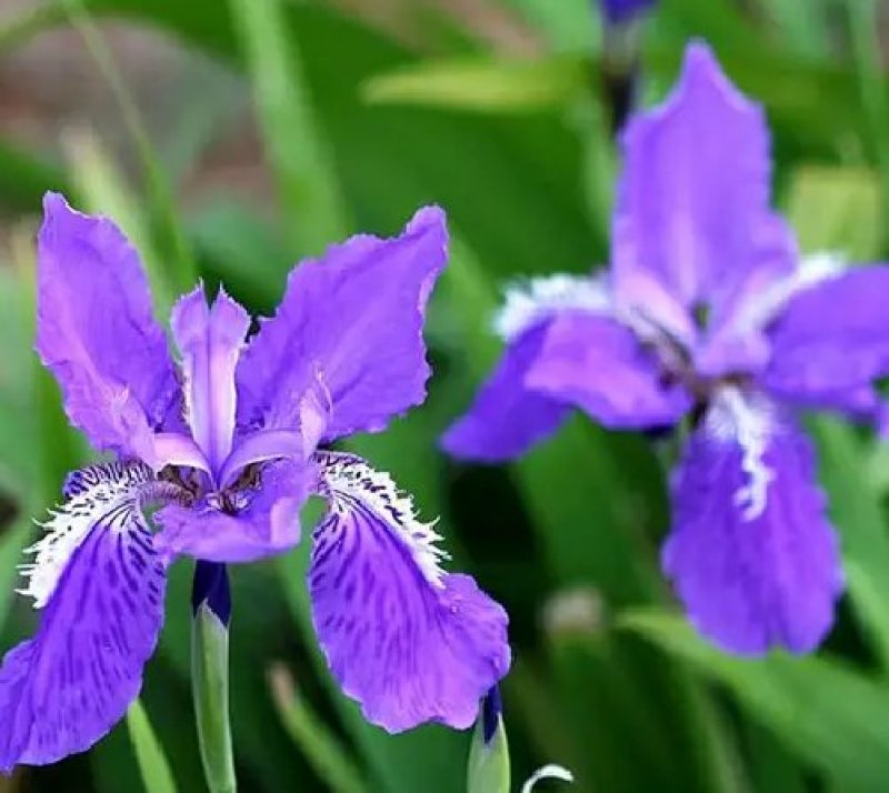 蓝花鸢尾草种子盆栽公园庭院多年生花海花卉花种子蓝花燕尾花