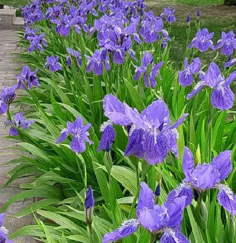 蓝花鸢尾草种子盆栽公园庭院多年生花海花卉花种子蓝花燕尾花