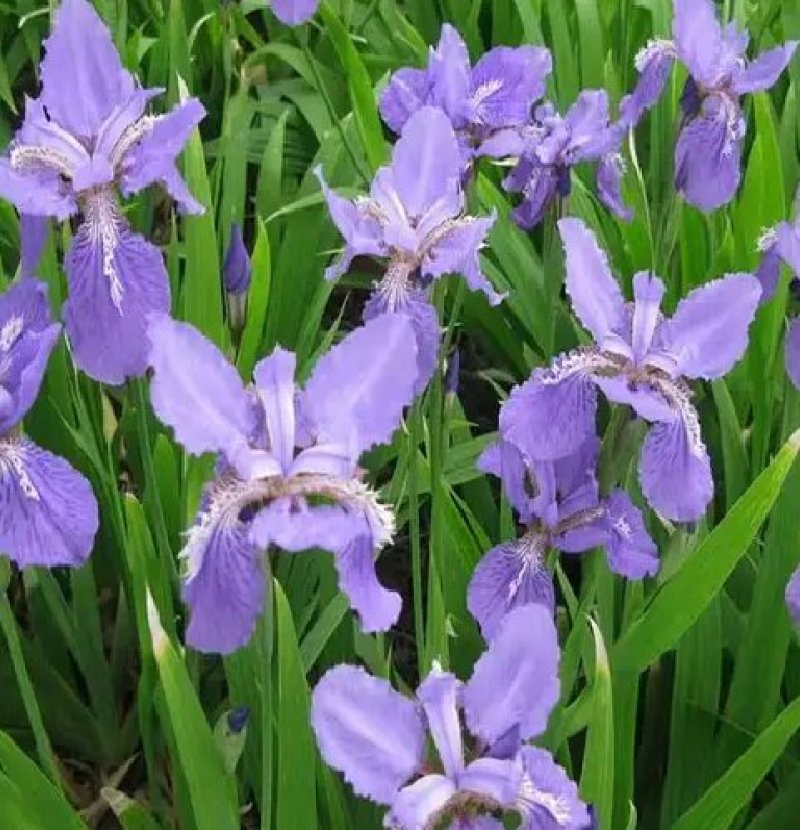 蓝花鸢尾草种子盆栽公园庭院多年生花海花卉花种子蓝花燕尾花