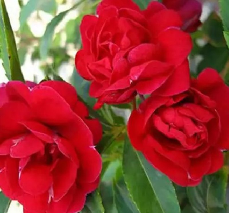 凤仙花种苗凤仙花科属于草本种植。