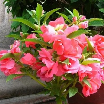 凤仙花种苗凤仙花科属于草本种植。