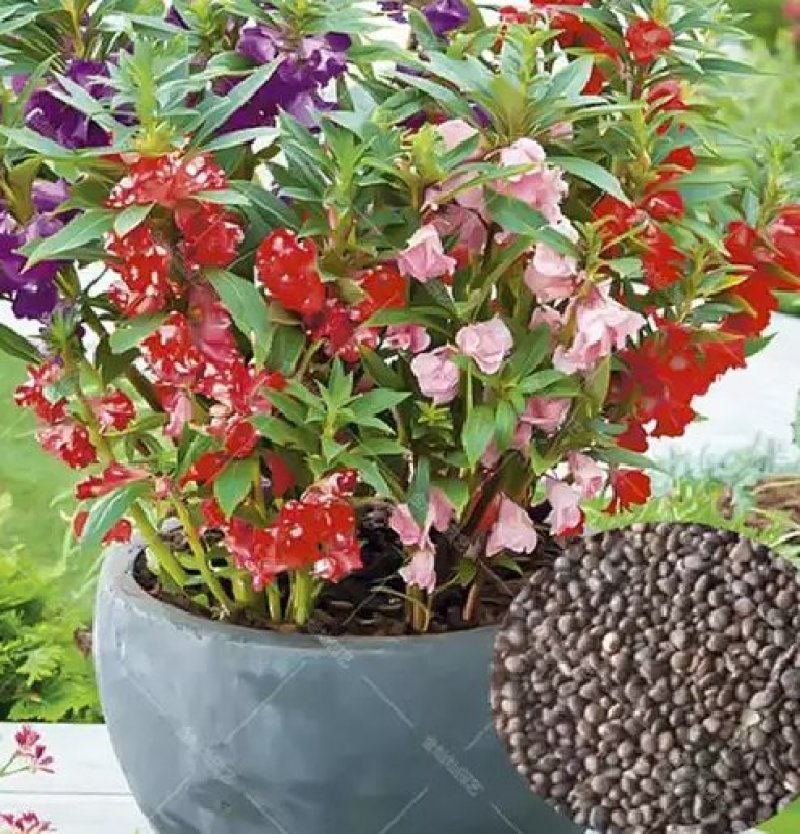 凤仙花种苗凤仙花科属于草本种植。