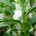 凤仙花种苗凤仙花科属于草本种植。