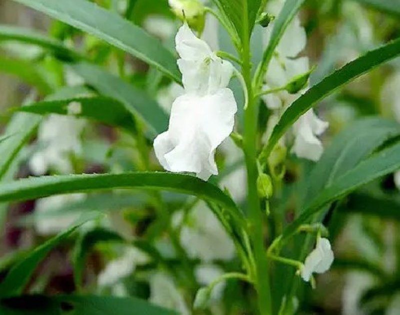 凤仙花种苗凤仙花科属于草本种植。