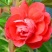 凤仙花种苗凤仙花科属于草本种植。