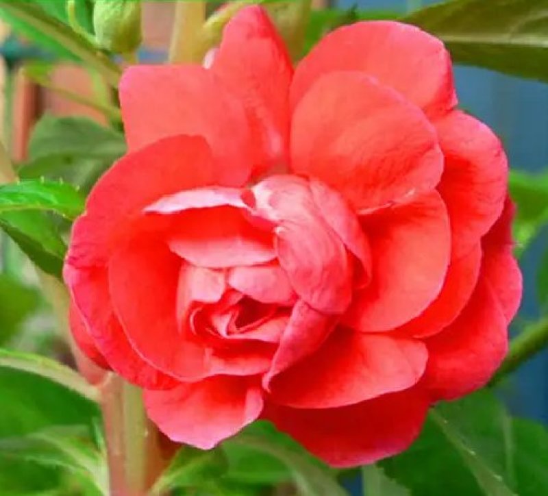 凤仙花种苗凤仙花科属于草本种植。
