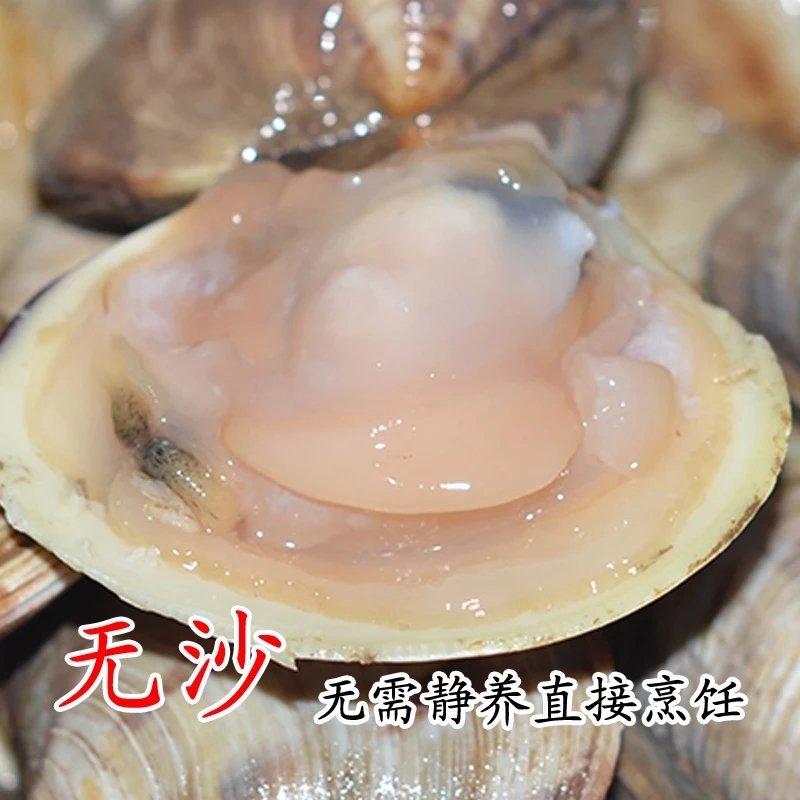 活鲜美贝蛤蜊文蛤清蒸四不像