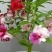 凤仙花种苗凤仙花科属于草本种植。