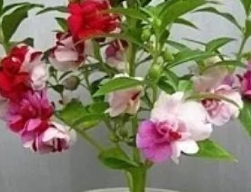 凤仙花种苗凤仙花科属于草本种植。