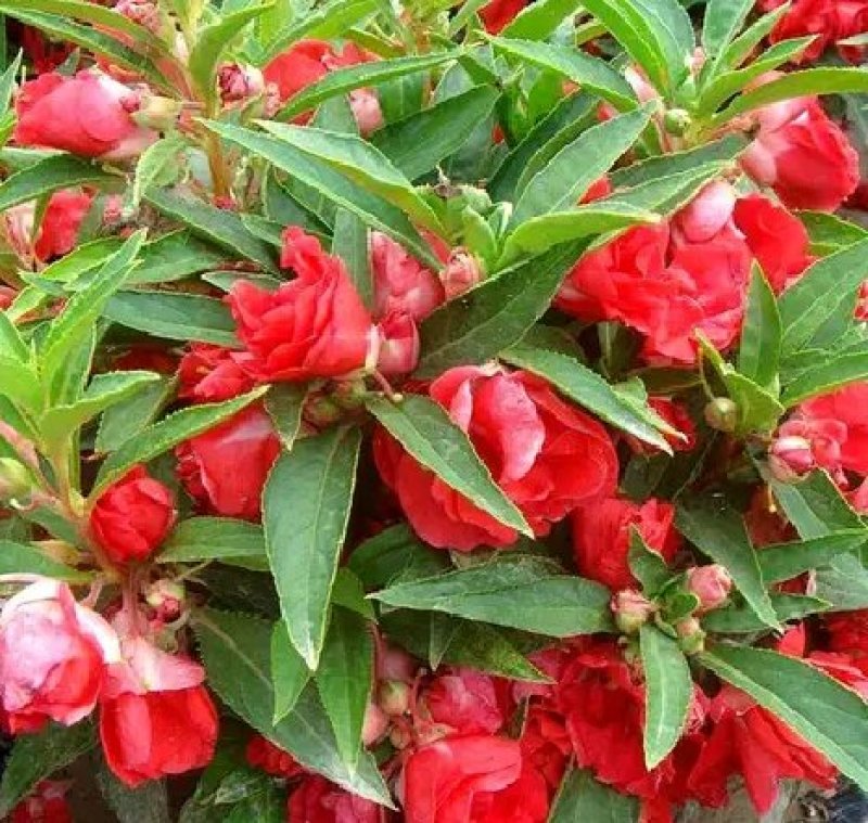 凤仙花种苗凤仙花科属于草本种植。