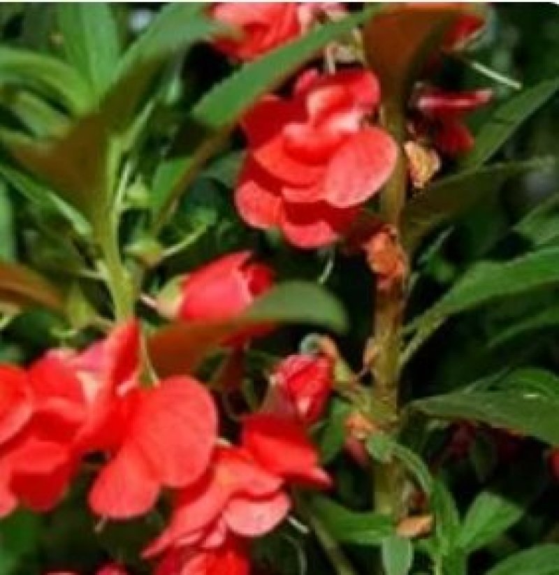 凤仙花种苗凤仙花科属于草本种植。
