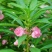 凤仙花种苗凤仙花科属于草本种植。