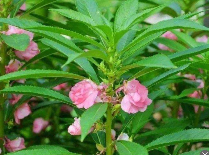 凤仙花种苗凤仙花科属于草本种植。