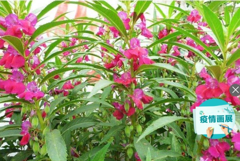 凤仙花种苗凤仙花科属于草本种植。