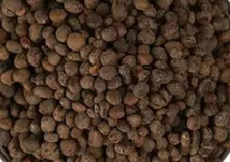 凤仙花种苗凤仙花科属于草本种植。