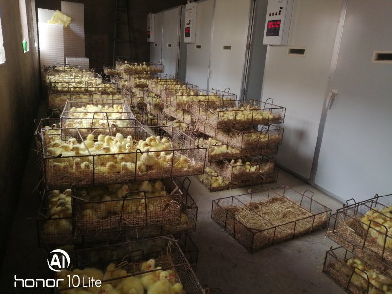 豫杰禽业孵化场~大三花鹅苗品种优良孵化场供货