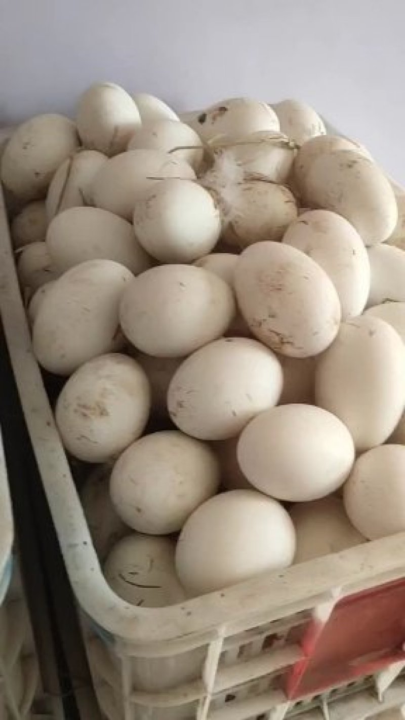 豫杰禽业孵化场~大三花鹅苗品种优良孵化场供货