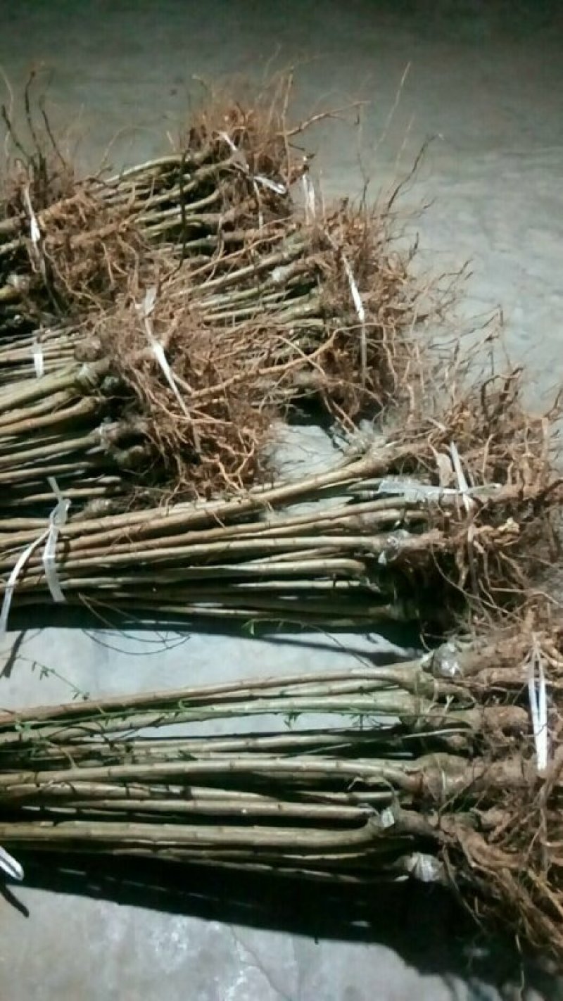 高产巴山脆青脆李树苗现挖现发可签合同包品种包结果死苗补发