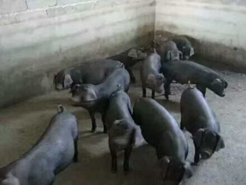 黑太湖原种育肥仔猪苗，品种纯正20~60斤，支持全国发