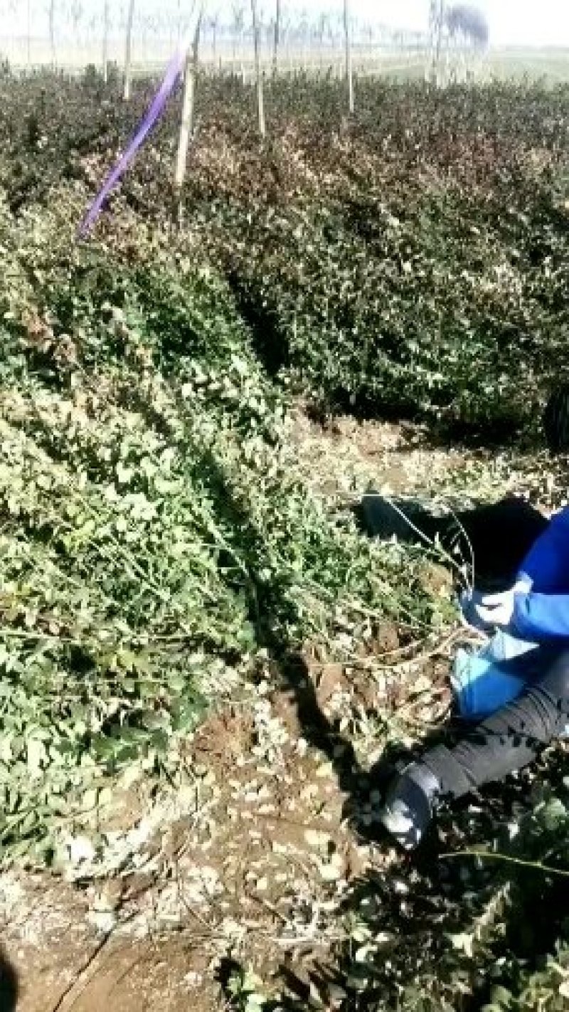 50-80卫矛出售绿曦苗圃场，自家苗圃货源