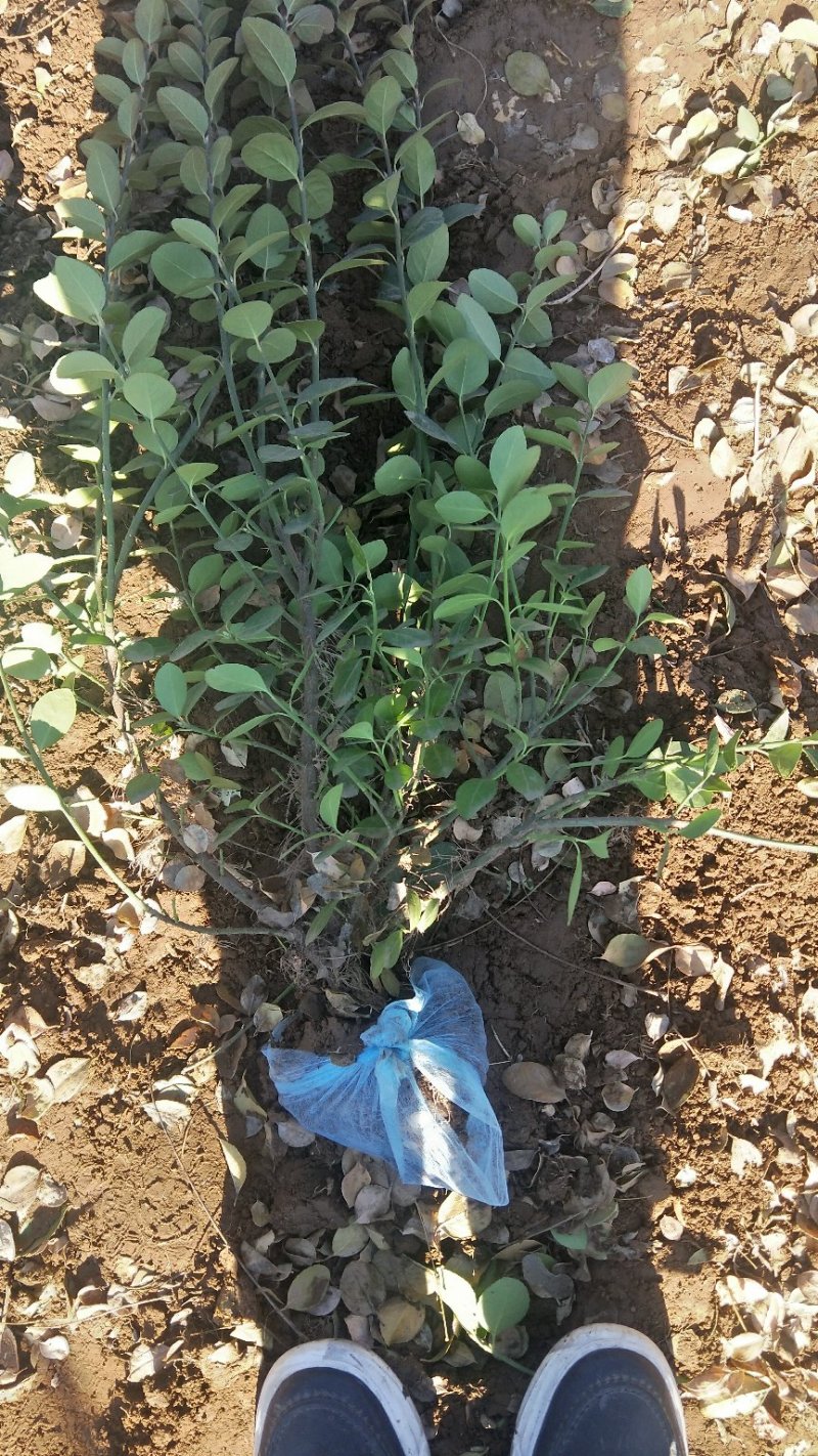 50-80卫矛出售绿曦苗圃场，自家苗圃货源