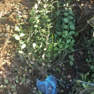 50-80卫矛出售绿曦苗圃场，自家苗圃货源