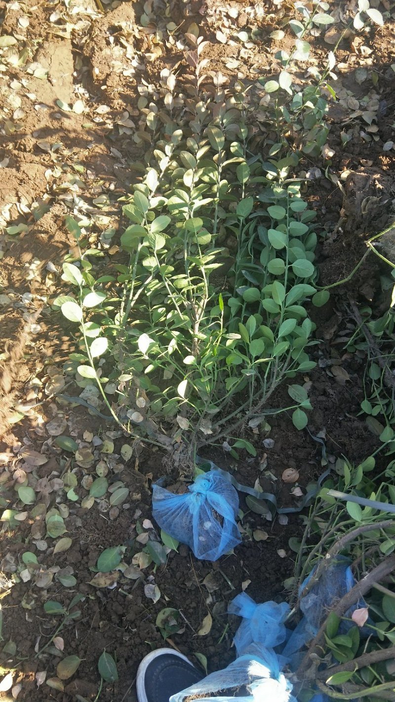 50-80卫矛出售绿曦苗圃场，自家苗圃货源