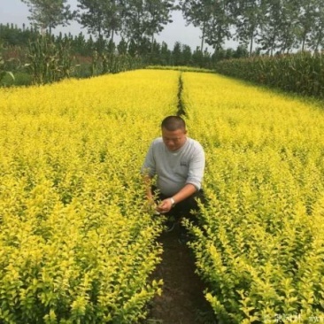 女贞50-80大量出售中自家苗圃货源无中介