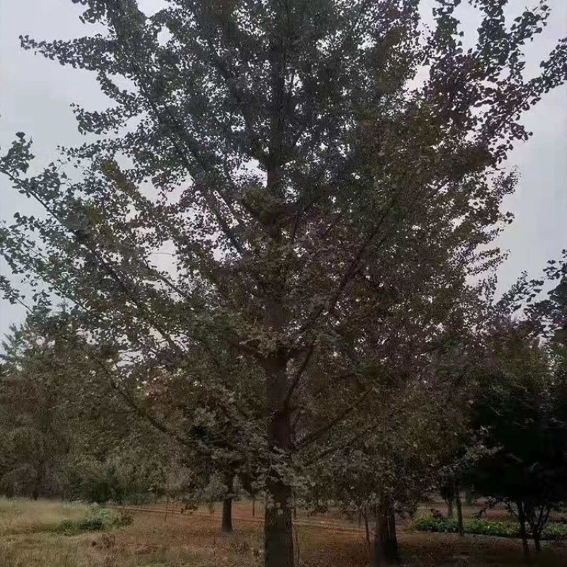 银杏树，银杏树苗产地，占地银杏树，绿化银杏小苗，薄利多销