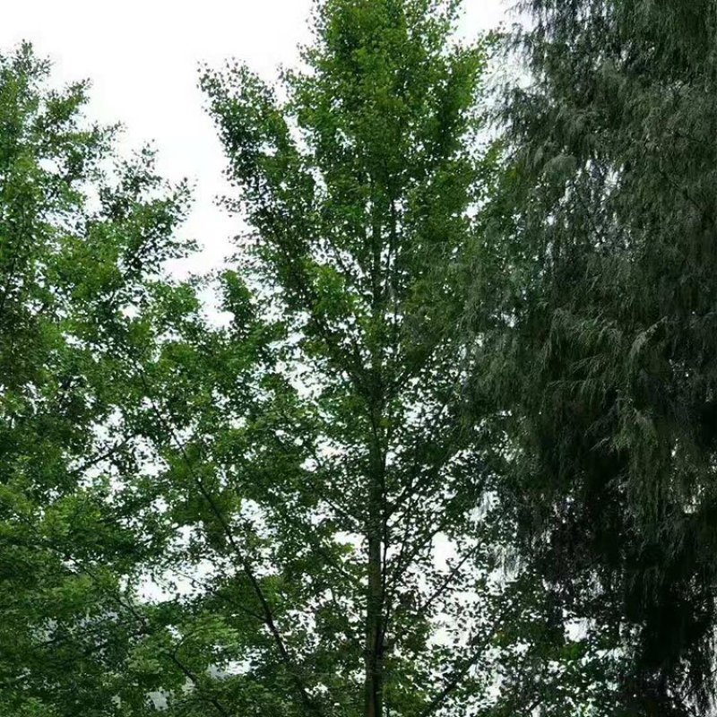 银杏树，银杏树苗产地，占地银杏树，绿化银杏小苗，薄利多销