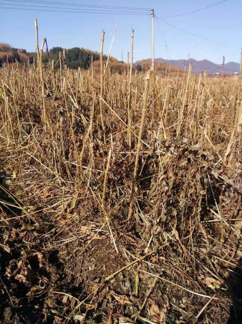 刺嫩芽苗，刺老芽苗，根系好，一点烂的都没有