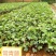 常春藤常青藤常青藤杯苗常青藤地苗20一100公分爬藤植物