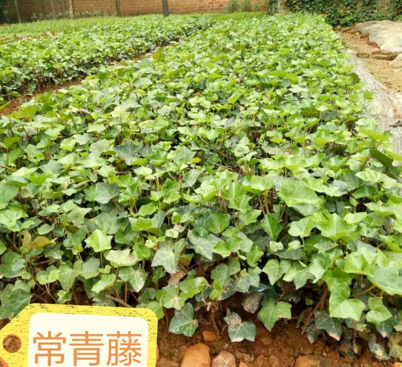 常春藤常青藤常青藤杯苗常青藤地苗20一100公分爬藤植物