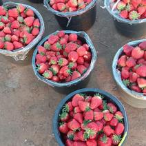 大赛草莓，特别甜，价格公道，现摘现装，货源充足