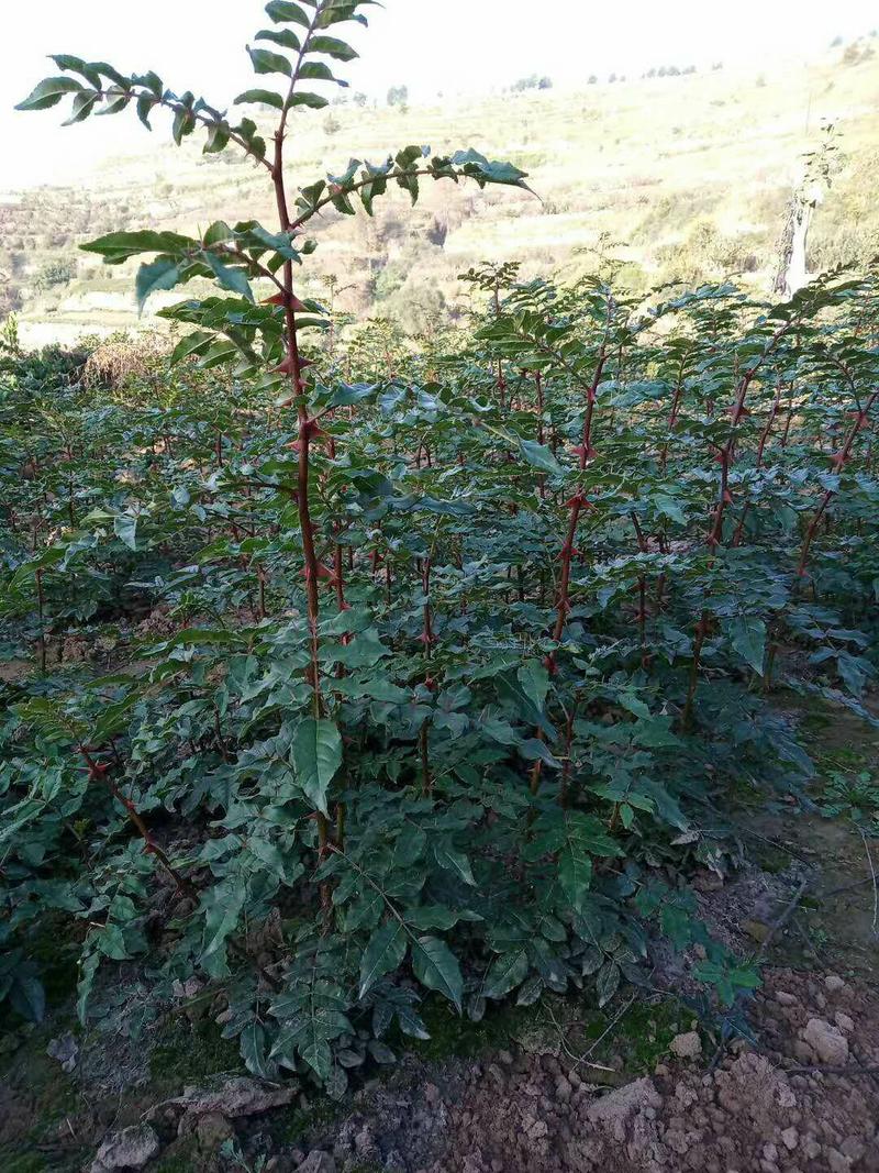 花椒种子大红袍花椒种子陇南伏椒大红袍育苗专用