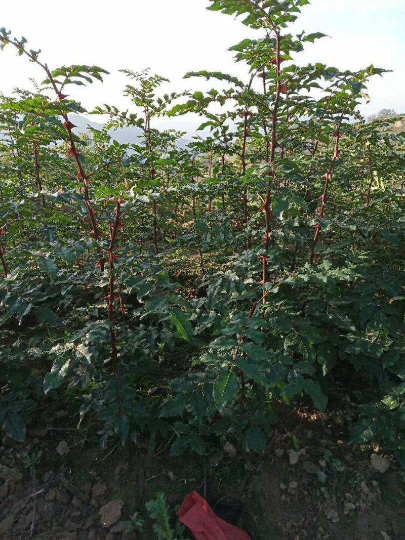 花椒种子大红袍花椒种子陇南伏椒大红袍育苗专用