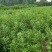 从生连翘价格80公分1米从生连翘多少钱一棵