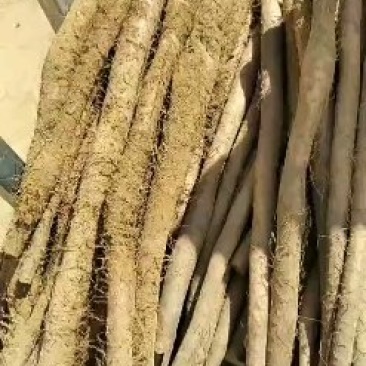 毛条，细条小货，假铁棍山药