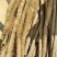 毛条，细条小货，假铁棍山药