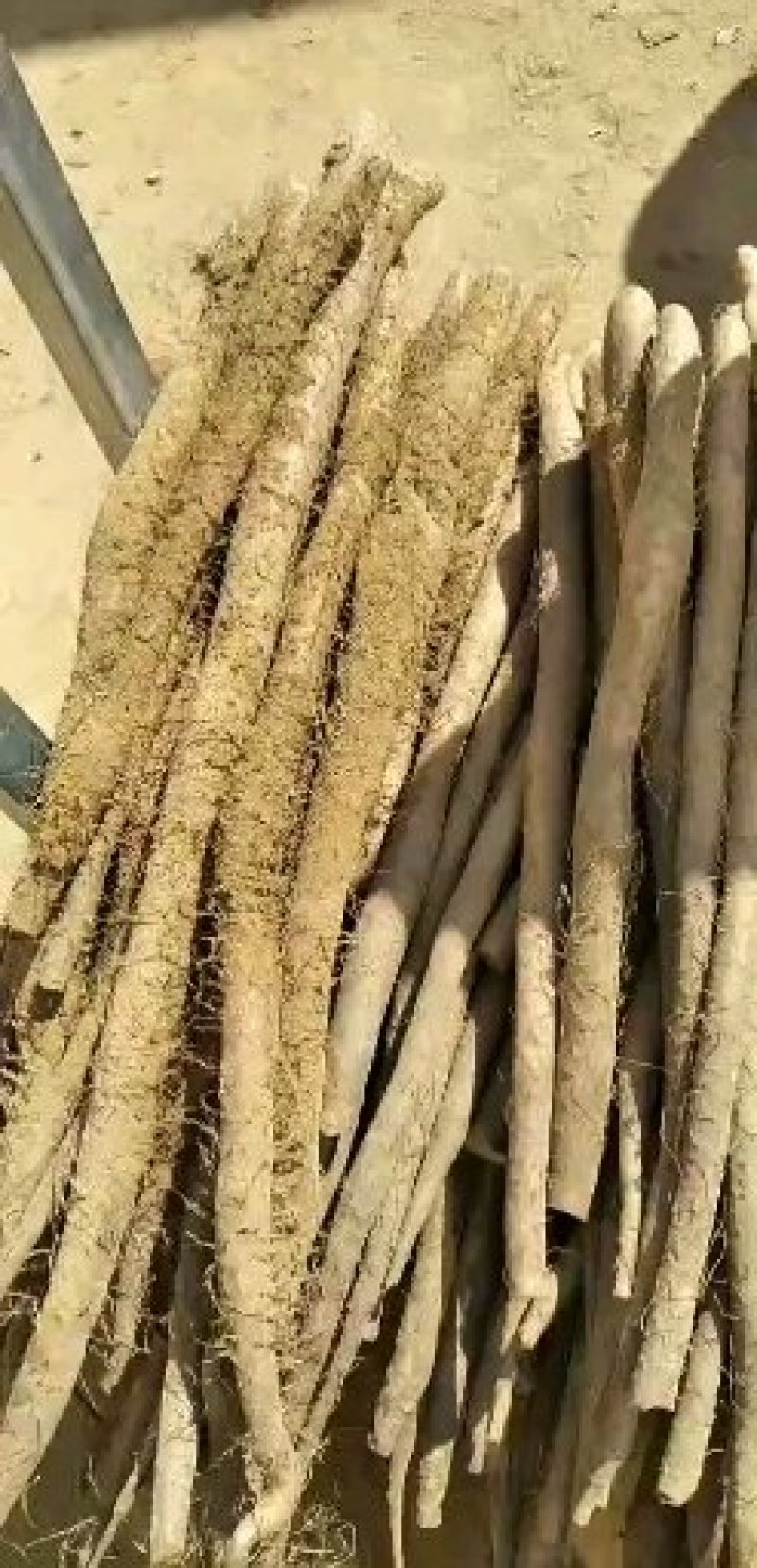 毛条，细条小货，假铁棍山药